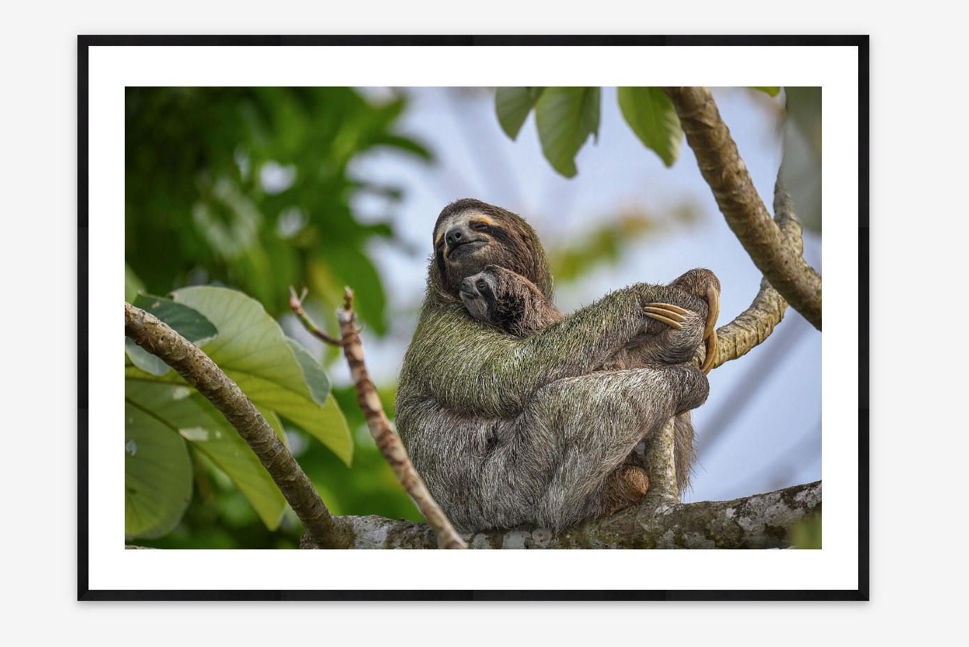 Sloth Serenity | Scott Trageser