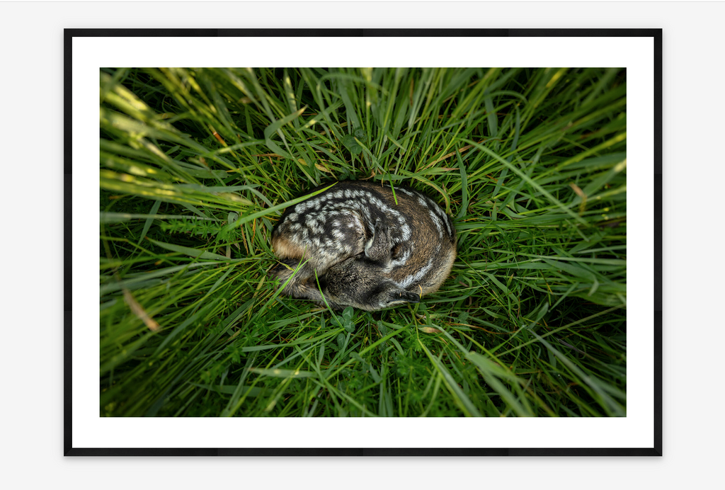 Fawn | Viktoria Pezzei