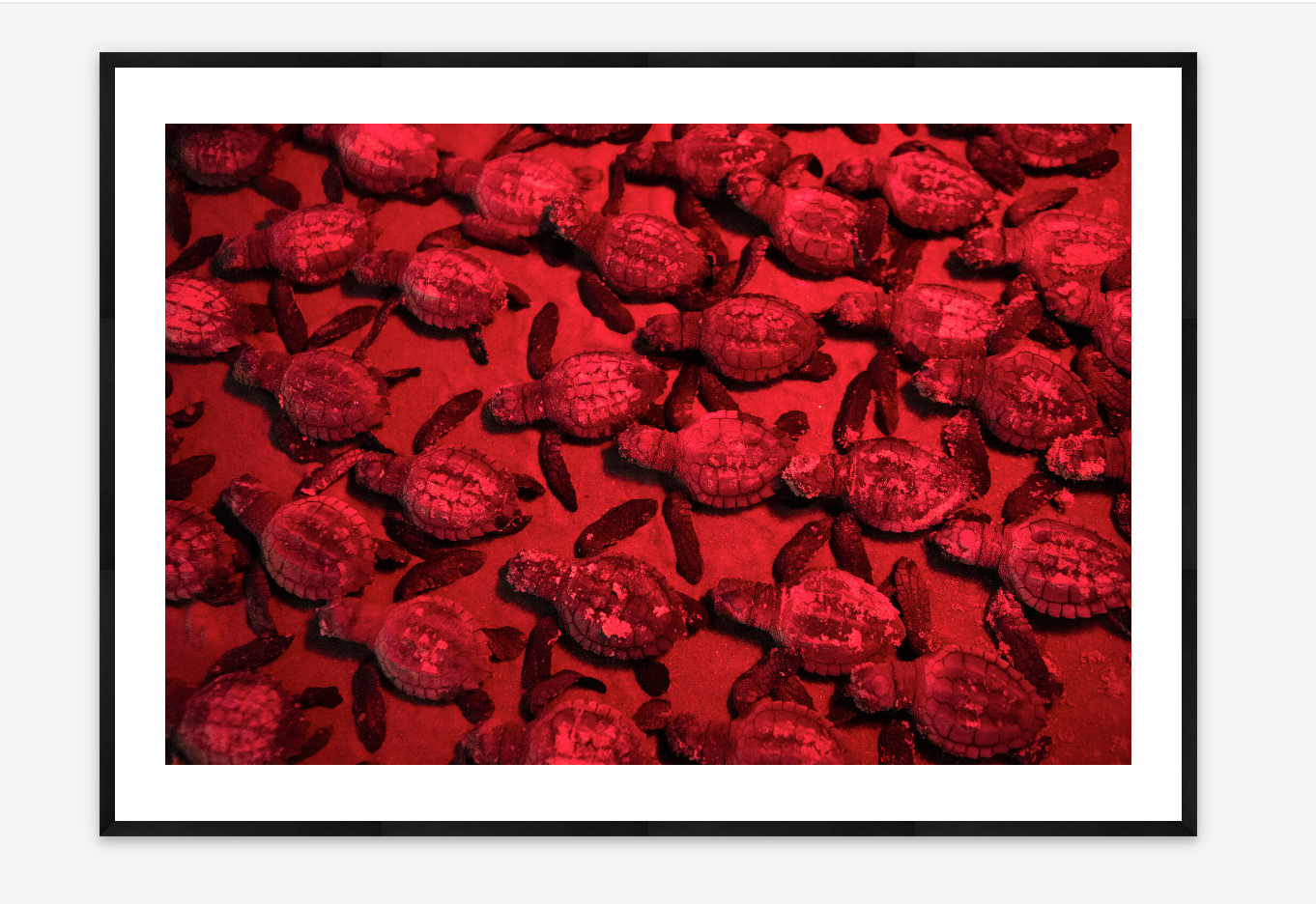 Hatchlings | Lauren Owens Lambert