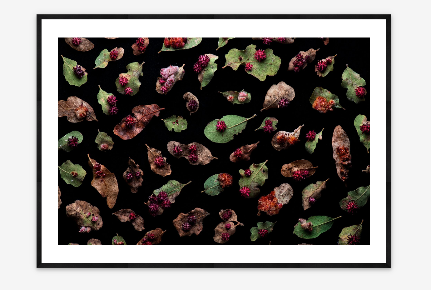 Tree of Life |  Anton Sorokin