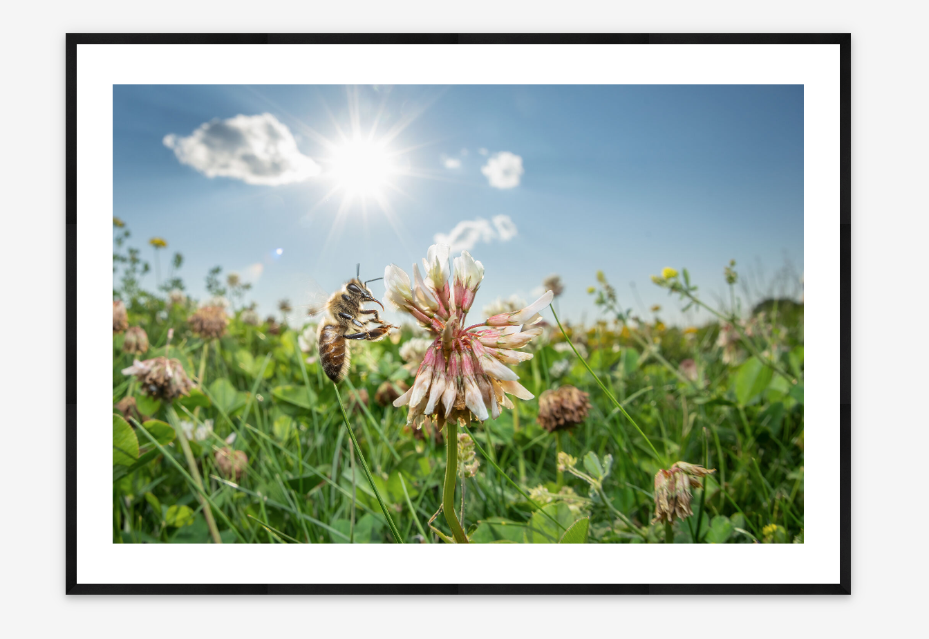 Honey Bee on White Clover |  Anne Readel