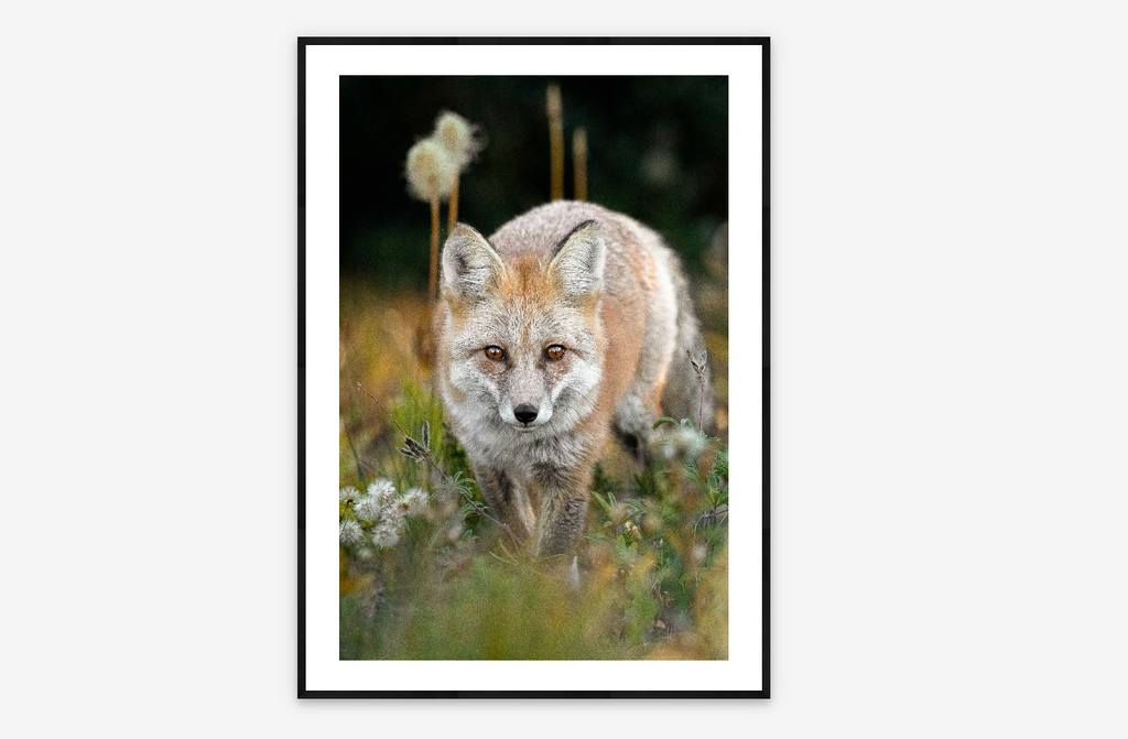 Ginger | Gretchen Kay Stuart