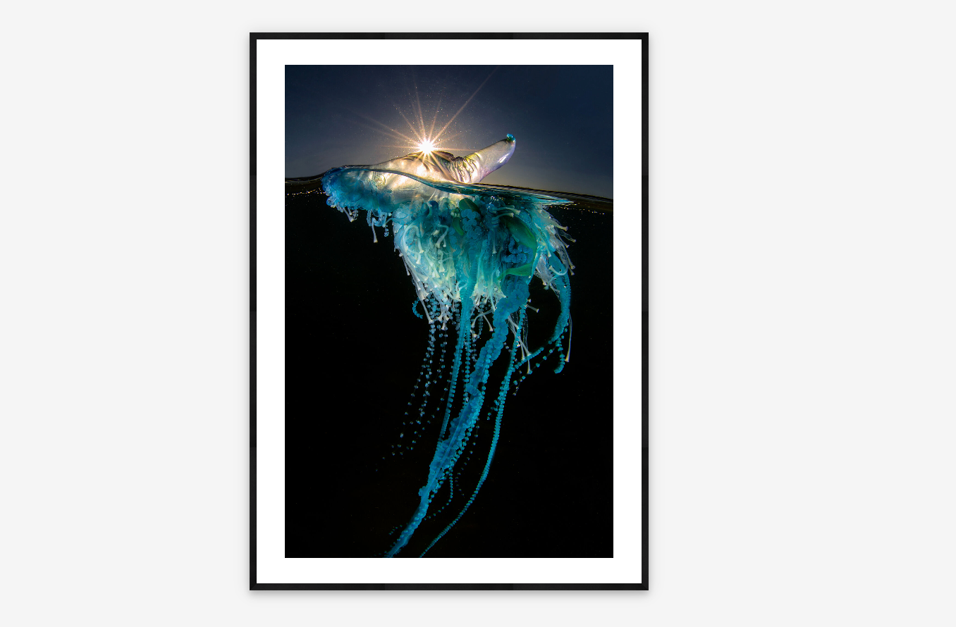 Bluebottle | Justin Gilligan