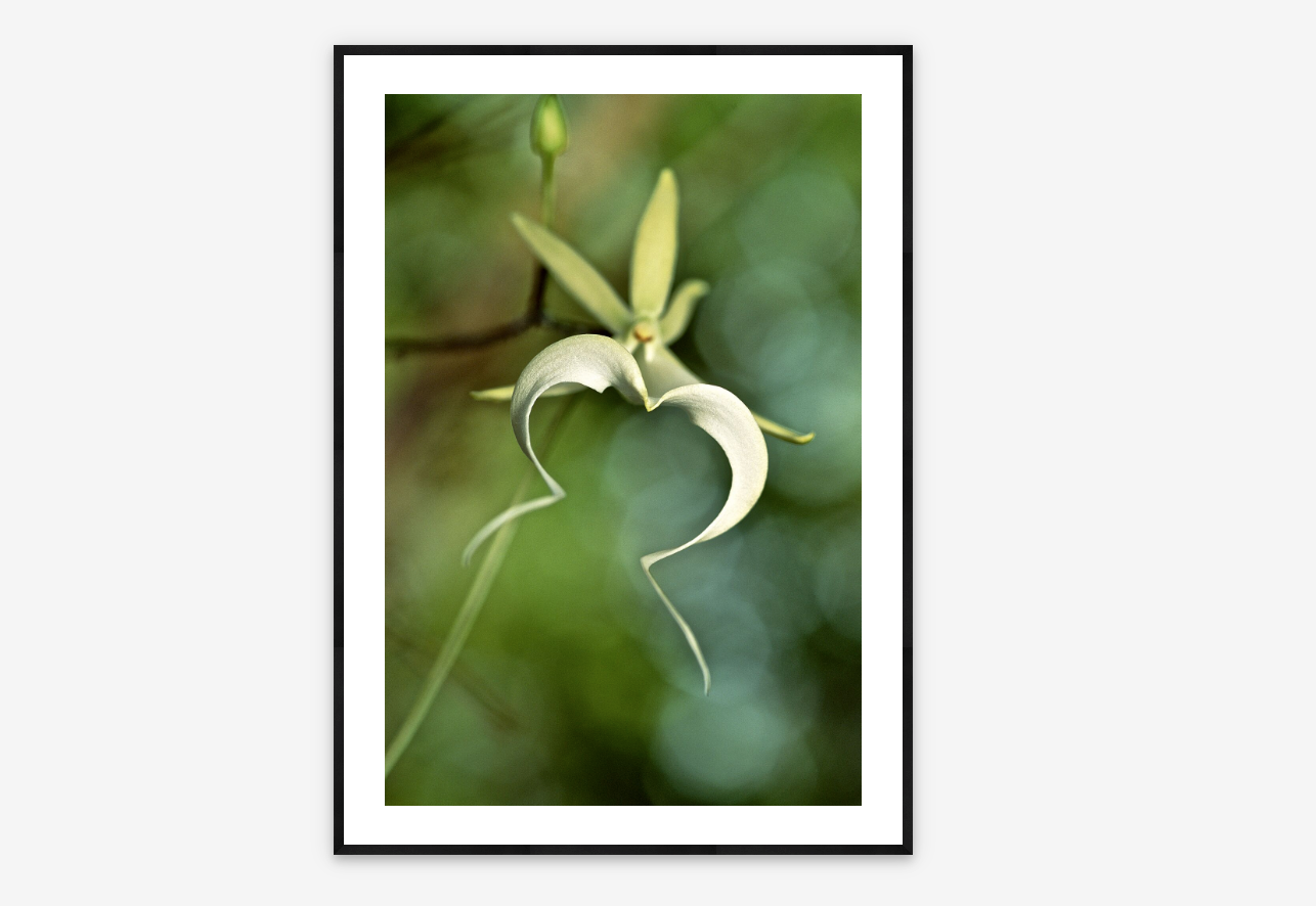 Ghost Orchid Essence | Connie Bransilver Barrow