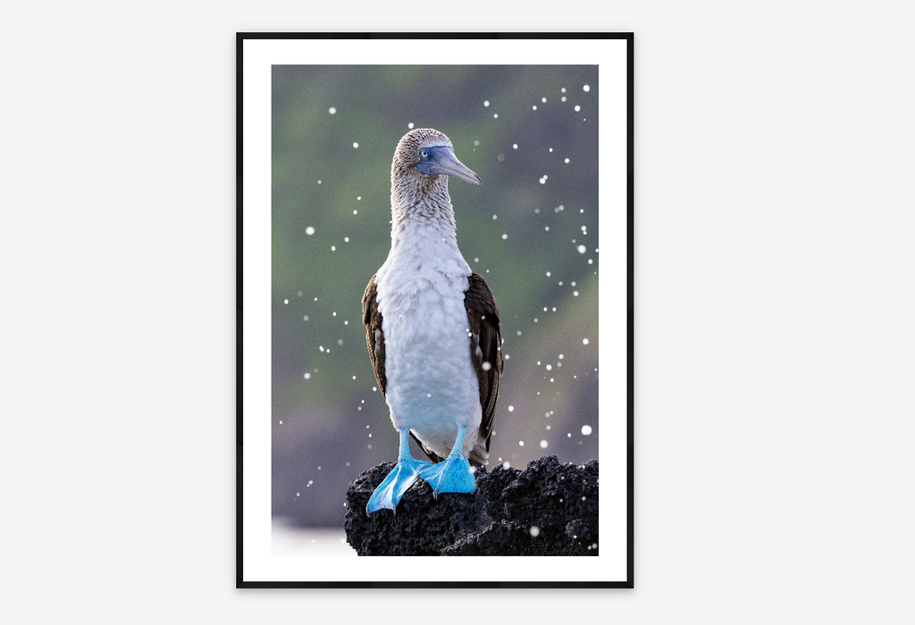 Blue Foot |  Gabby Salazar