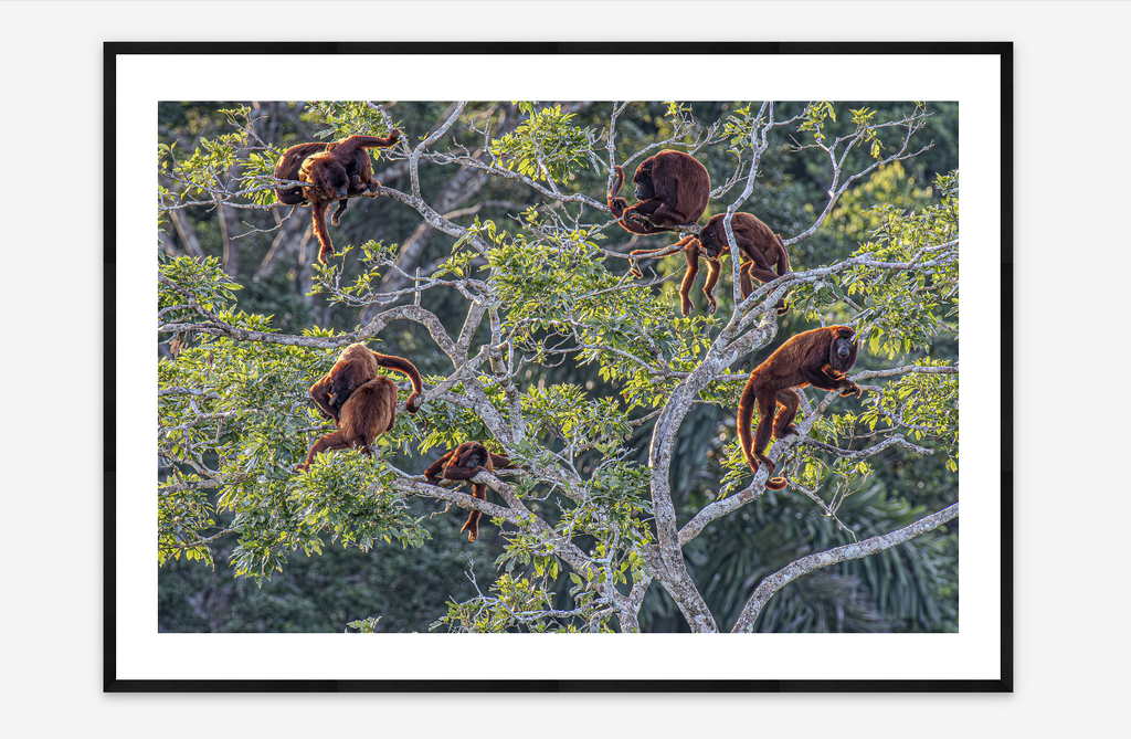 Sunset Troop | Louis Guillot