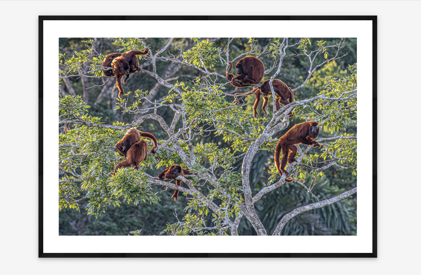 Sunset Troop | Louis Guillot