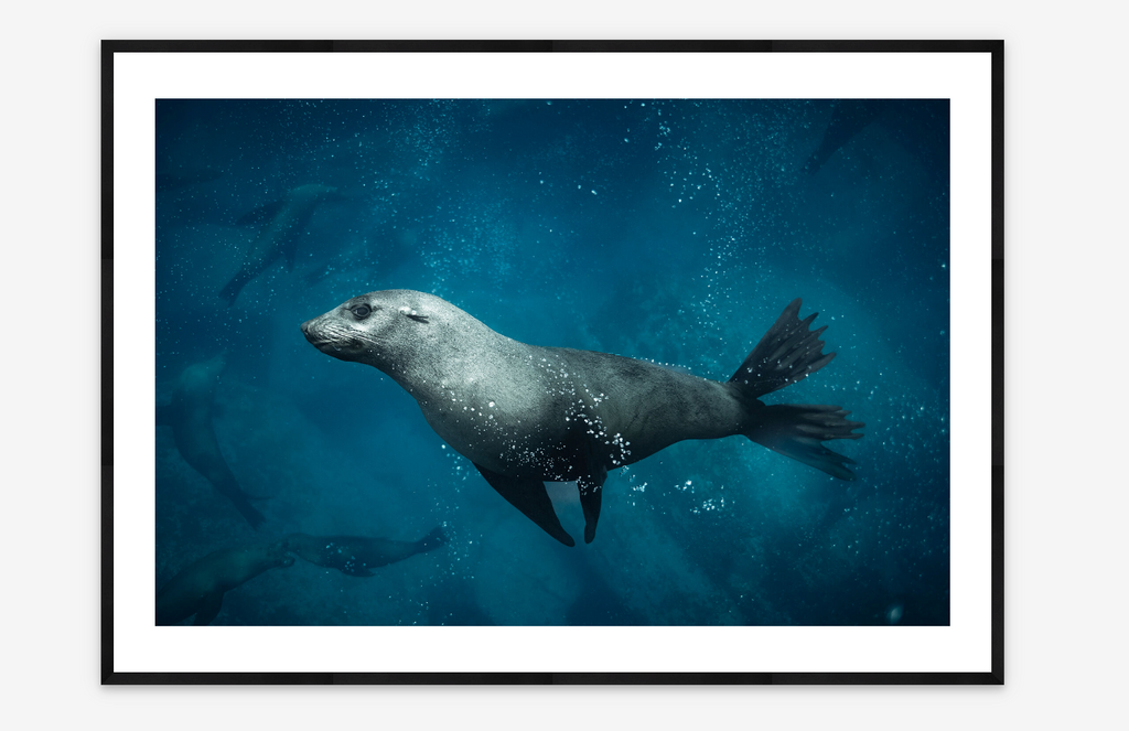 Fur Seal Swim-by | Alex Pike