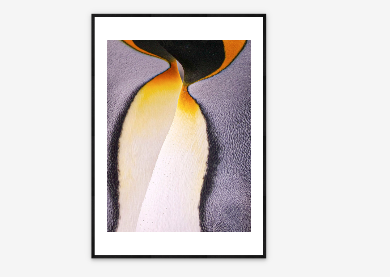 Detail of King Penguins | Annie Griffiths