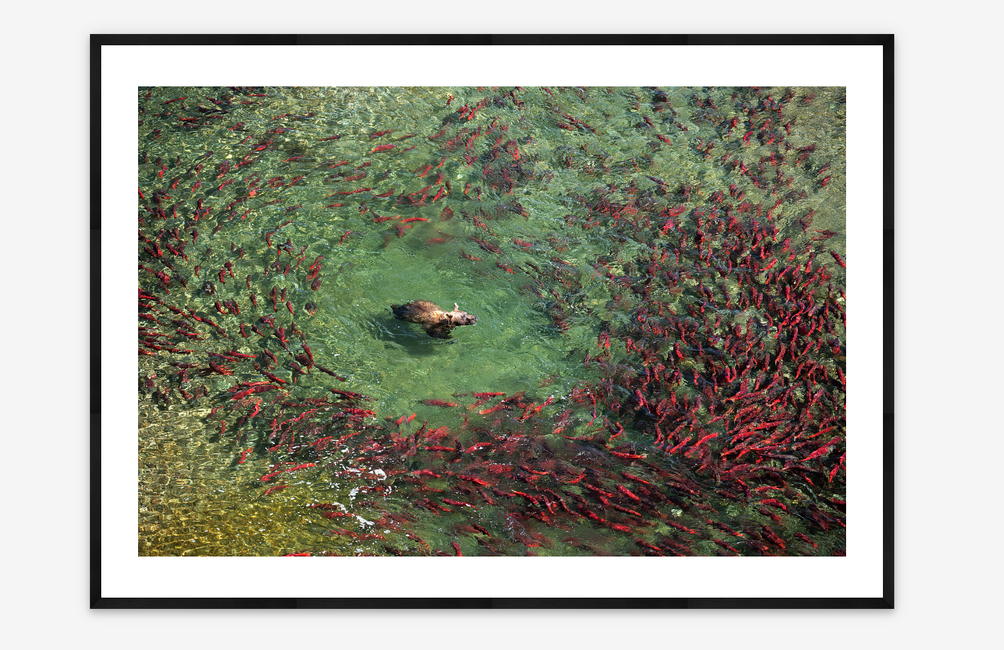 Circle of Life | Amy Gulick