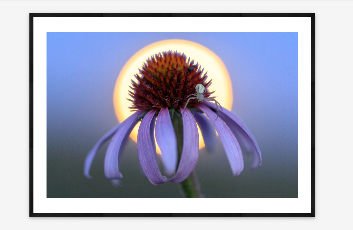 Coneflower Moonrise | Ethan Freese
