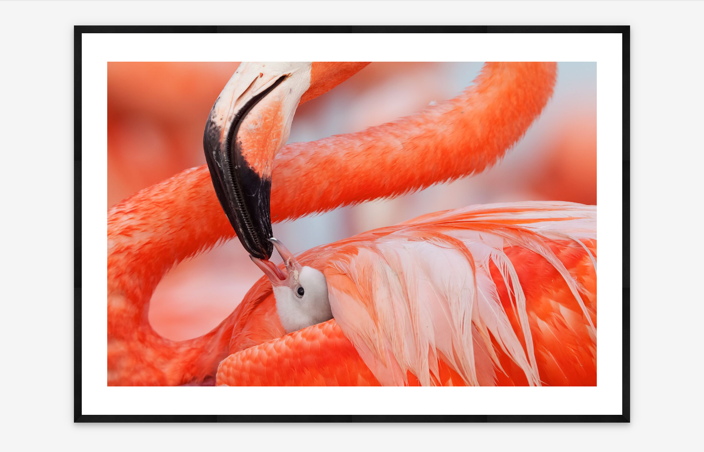 Flamingo Feeding | Claudio Contreras Kob