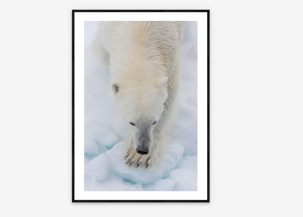 Polar Step | Sergio Pitamitz