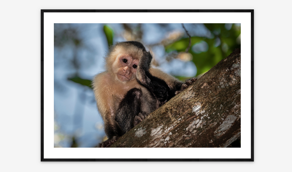 White-faced Capuchin | Fernando Faciole