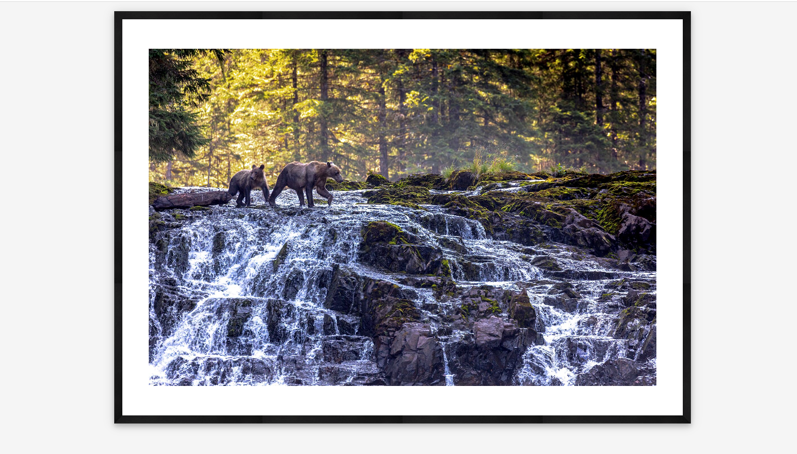 The Crossing | Wendy Shattil