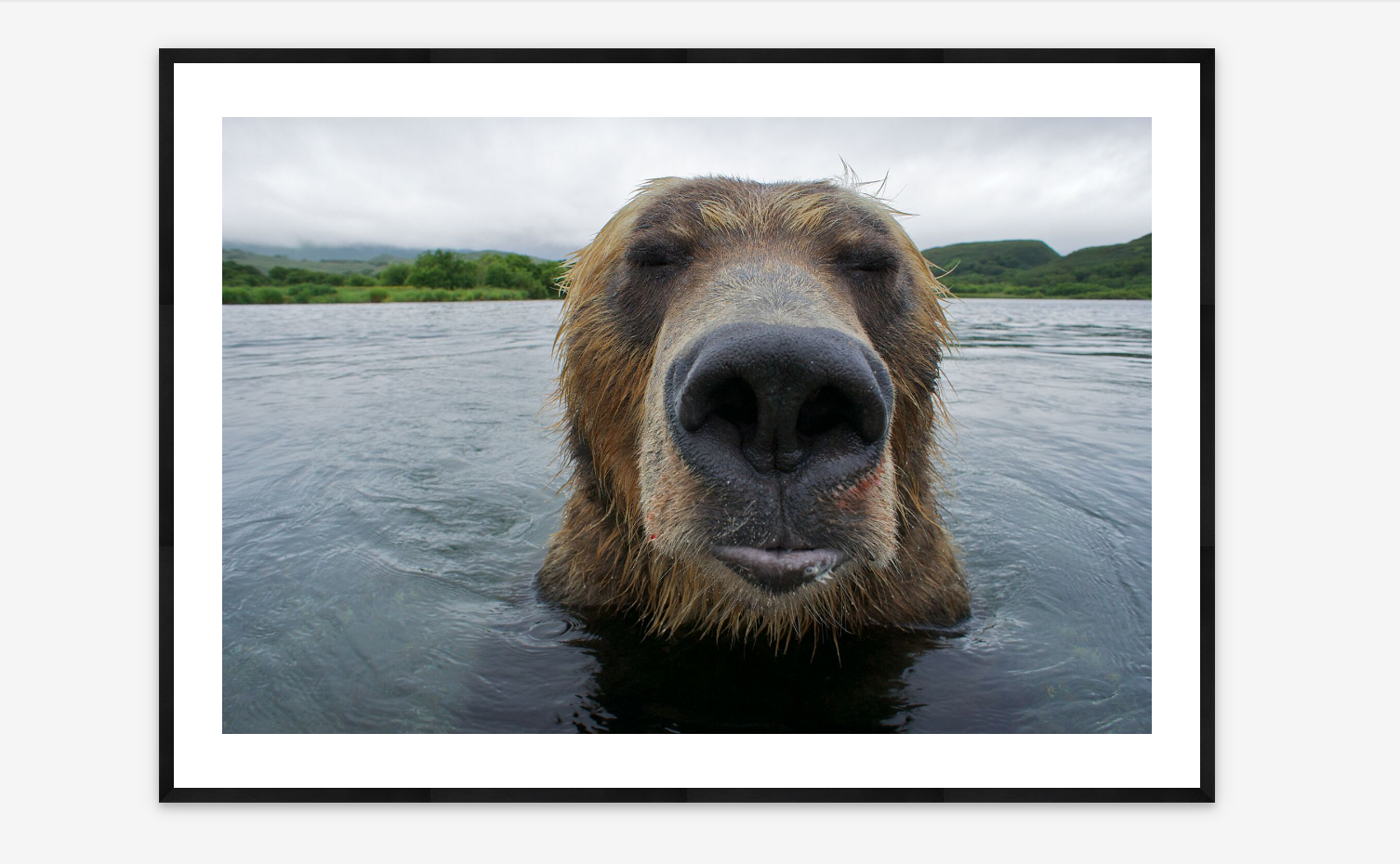 Brown Bear | Michel Roggo