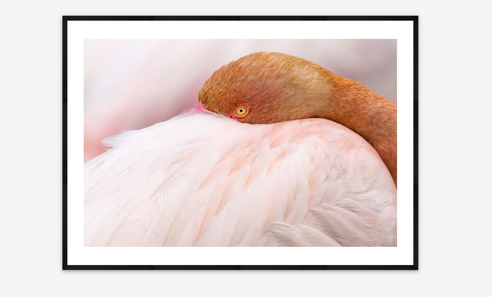 Flamingo | Lana Tannir