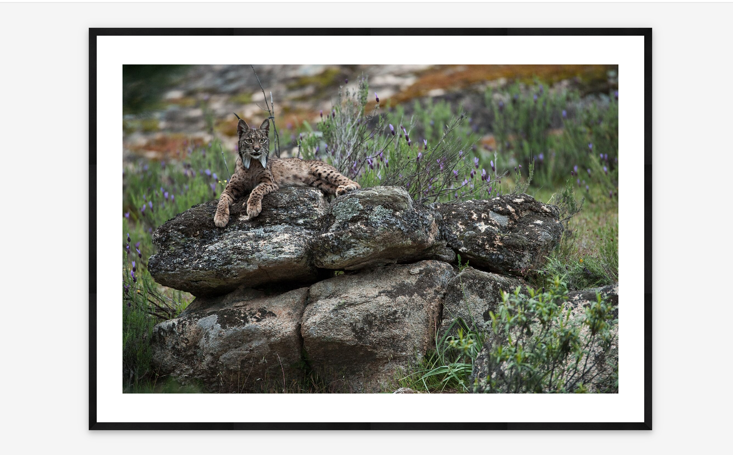 Iberian Lynx | Pete Oxford