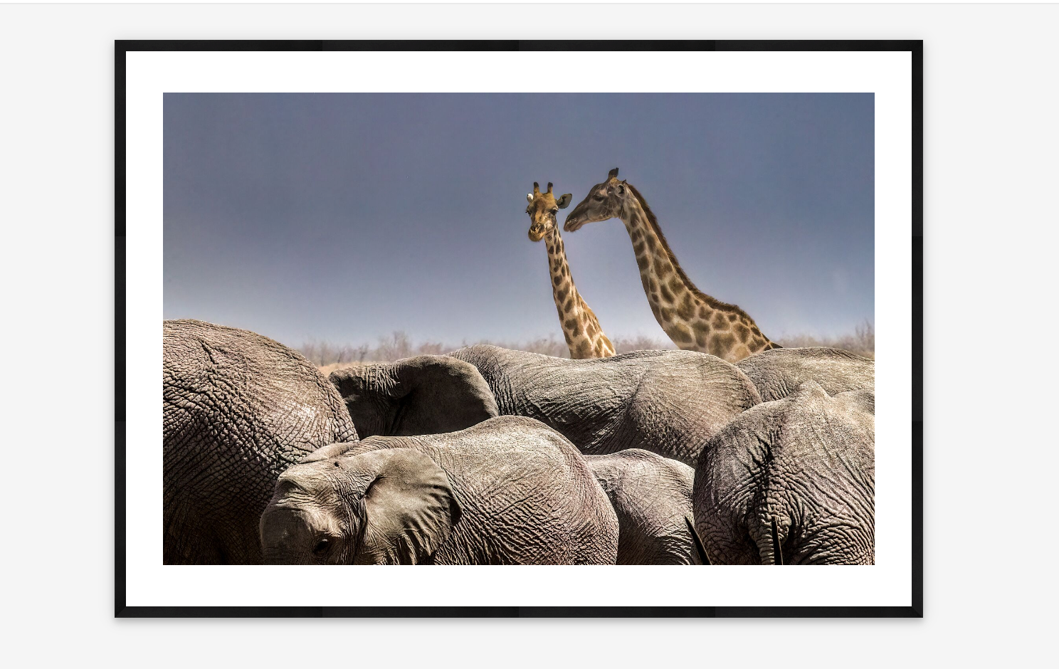 Giraffes and Elephants | Art Wolfe