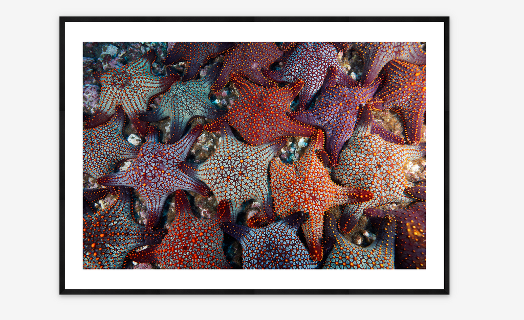 Panamic cushion stars, Darwin Island, Galápagos | Keith Ellenbogen