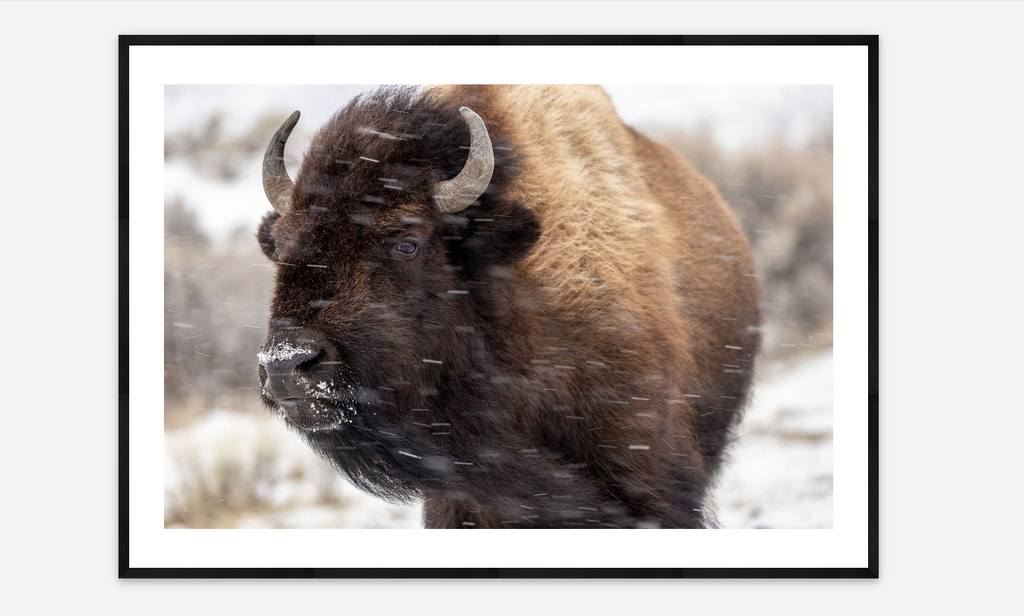 Bison in Snow |  Louise Johns