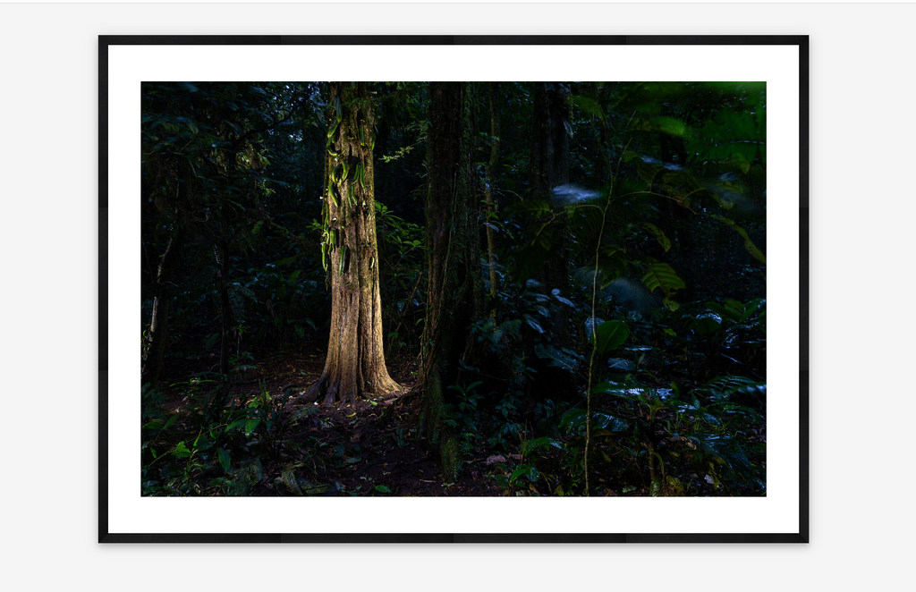 Jicaro Danto | Michiel Van Noppen