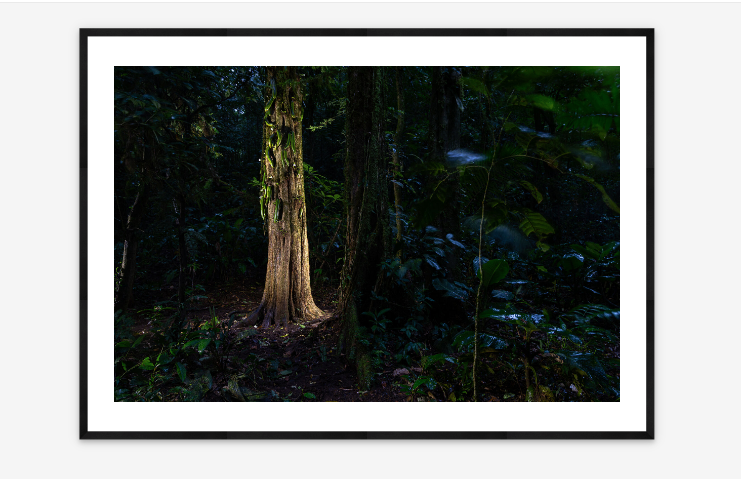 Jicaro Danto | Michiel Van Noppen