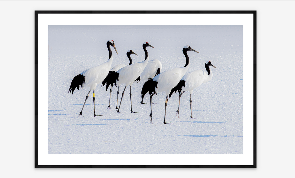 Japanese Cranes| Karen Kasmauski