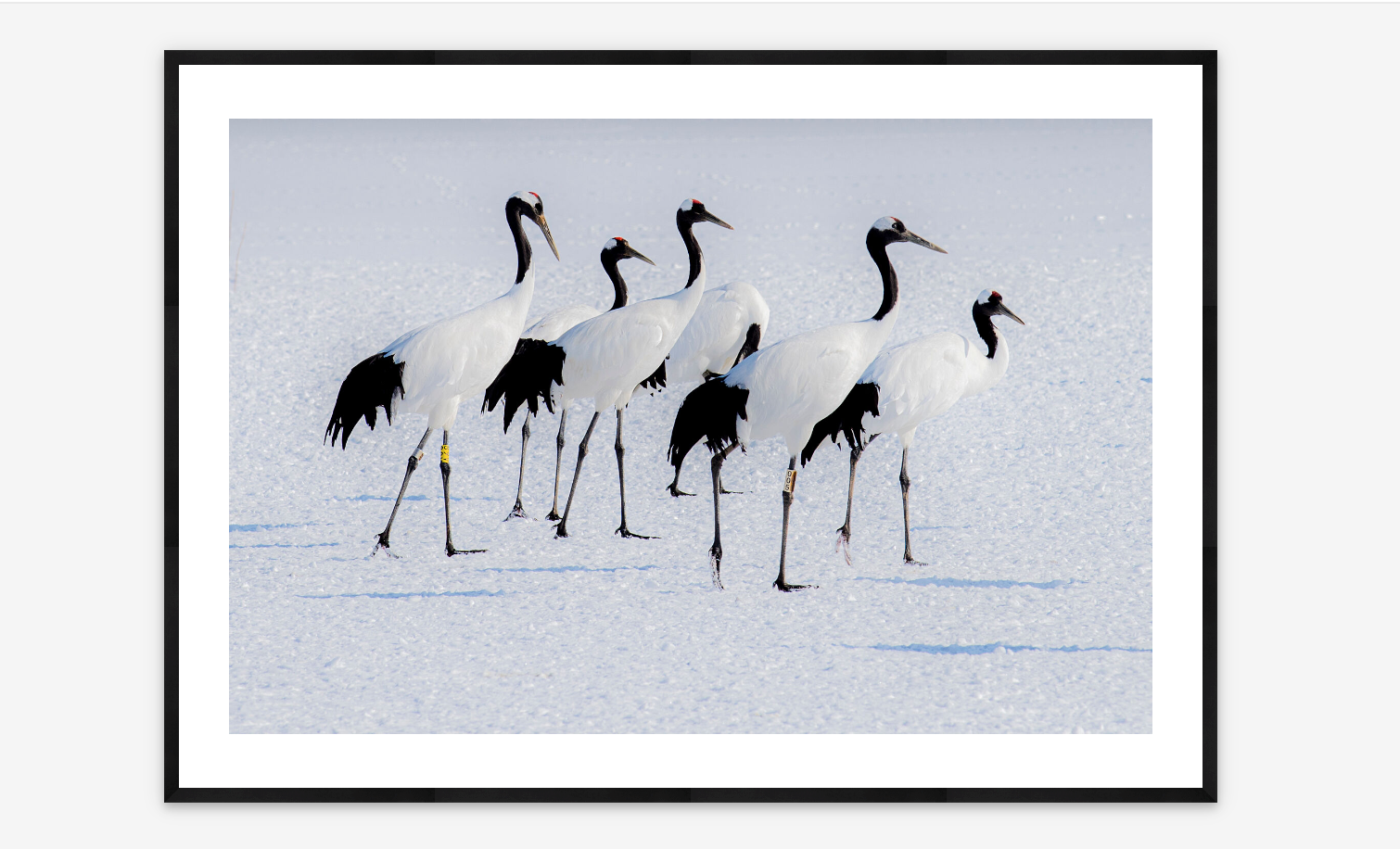 Japanese Cranes| Karen Kasmauski