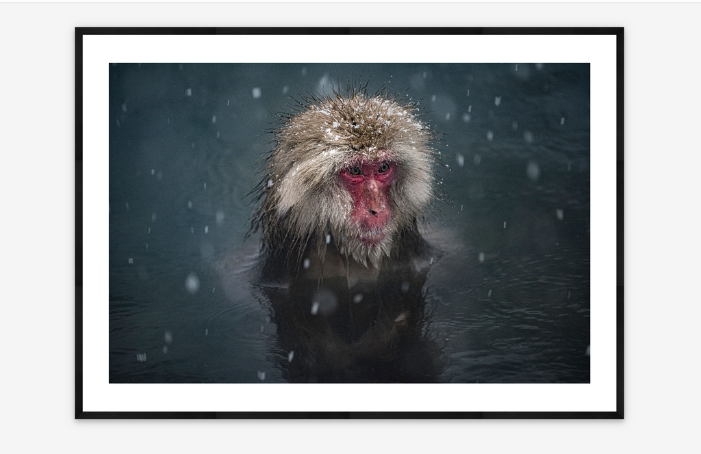 Hot Bathing Snow Monkey | Karen Kasmauski