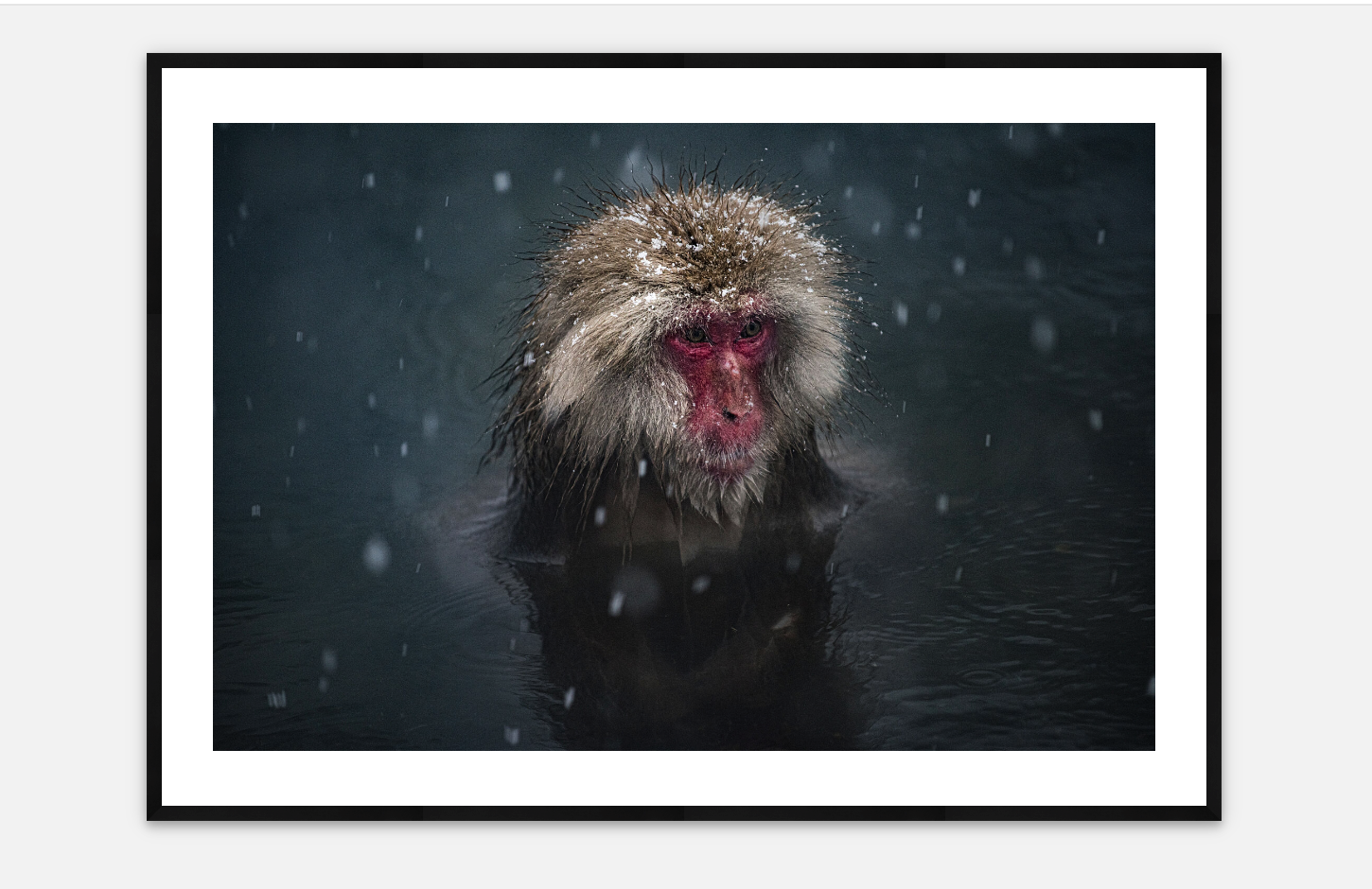 Hot Bathing Snow Monkey | Karen Kasmauski