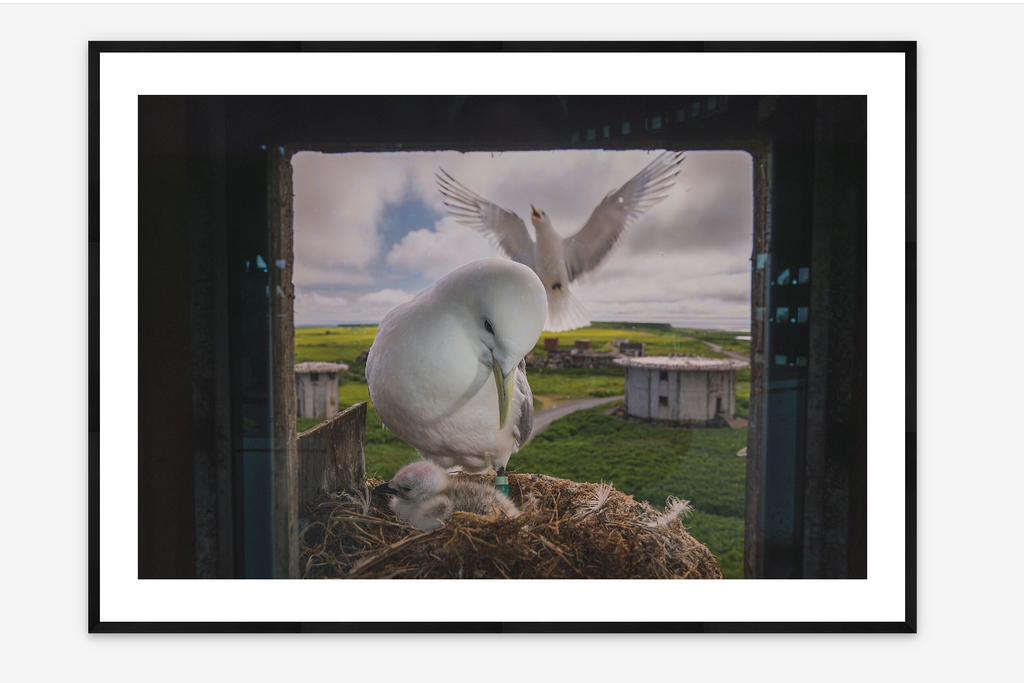 Tower Birds | Morgan Heim