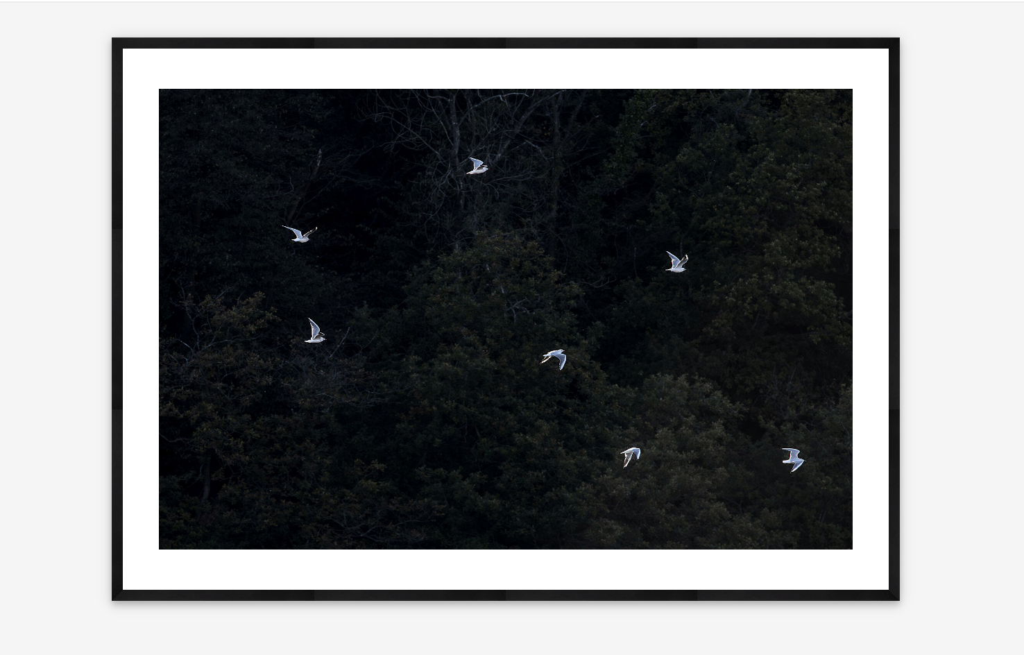 Black Headed Gulls | Louis Guillot