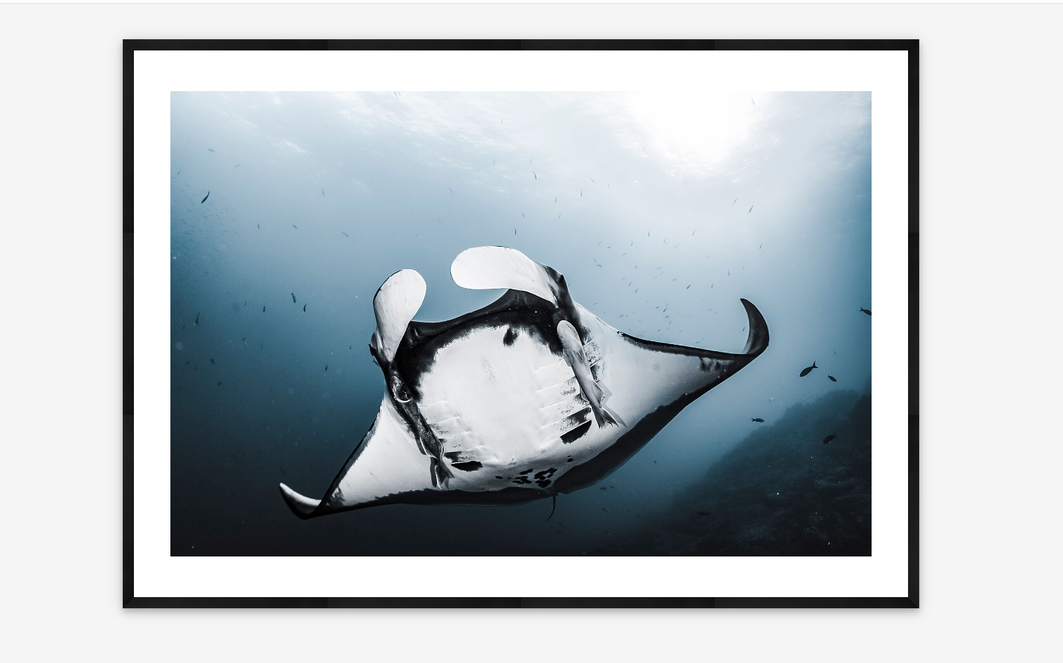 Manta Ray in Revillagigedo National Park | Cristina Mittermeier