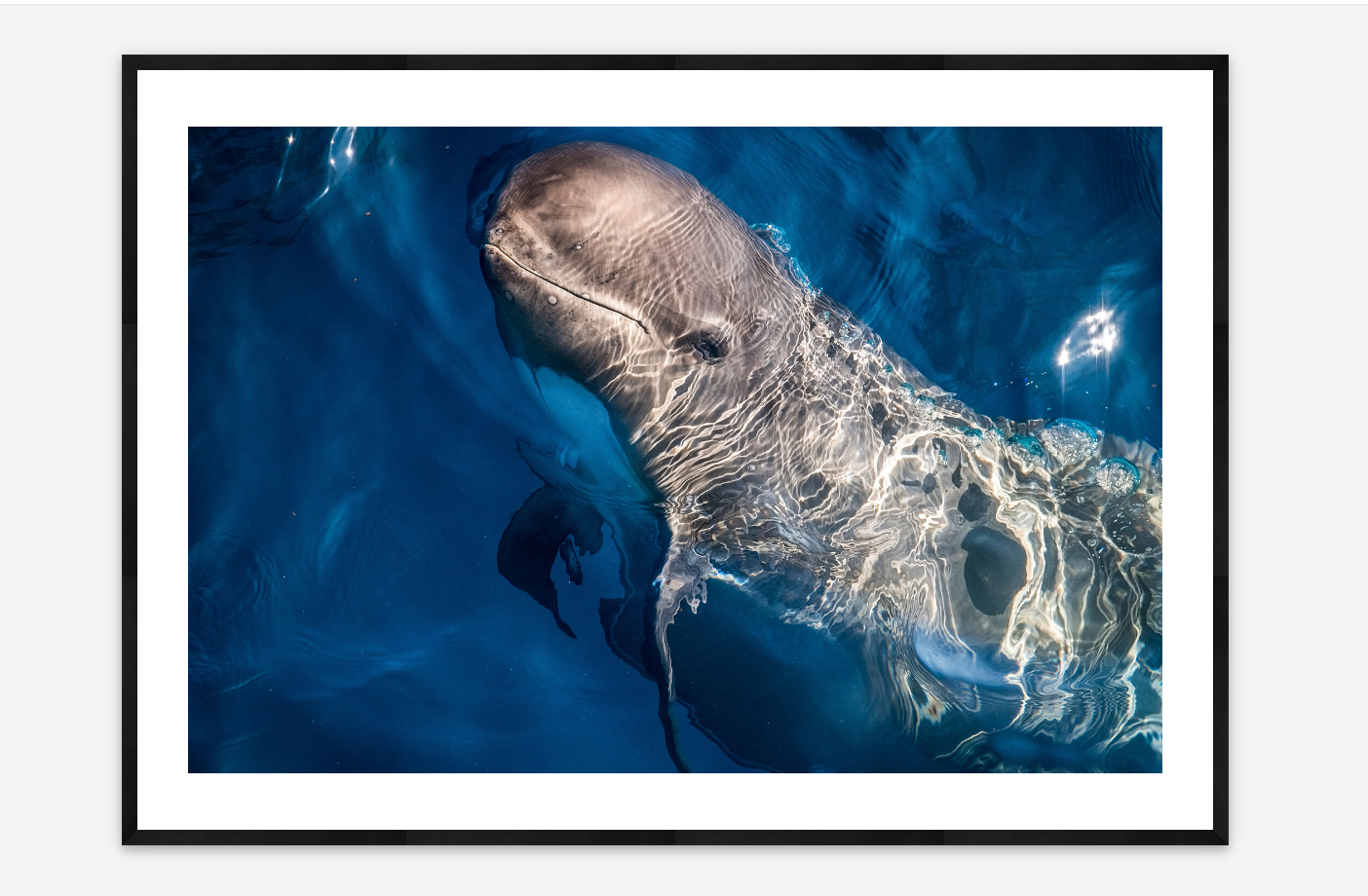Curious Pilot Whale | Caitlin Bailey