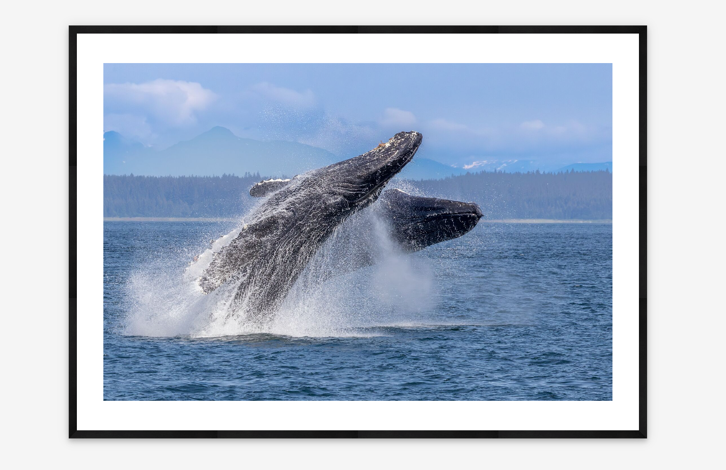 Humpback Whale Breach in Sync | Art Wolfe