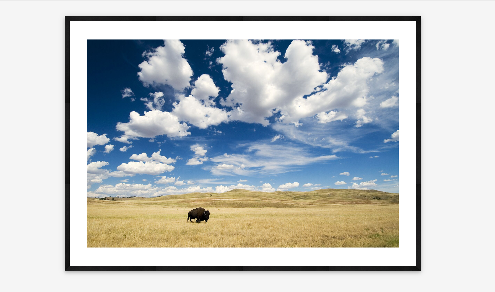 Bison Roaming |  Michael Forsberg