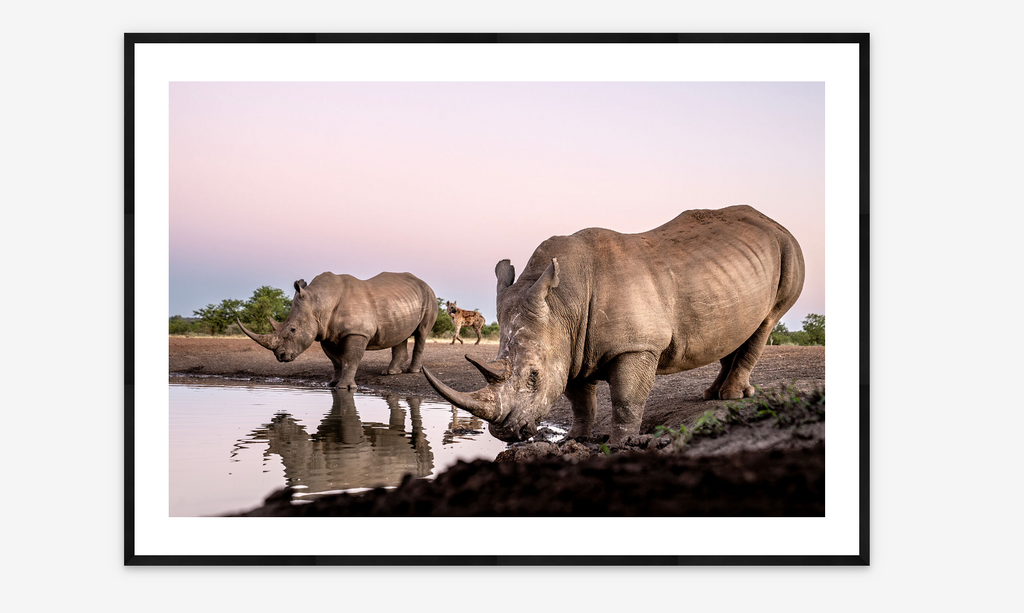 Extinction | Beverly Joubert