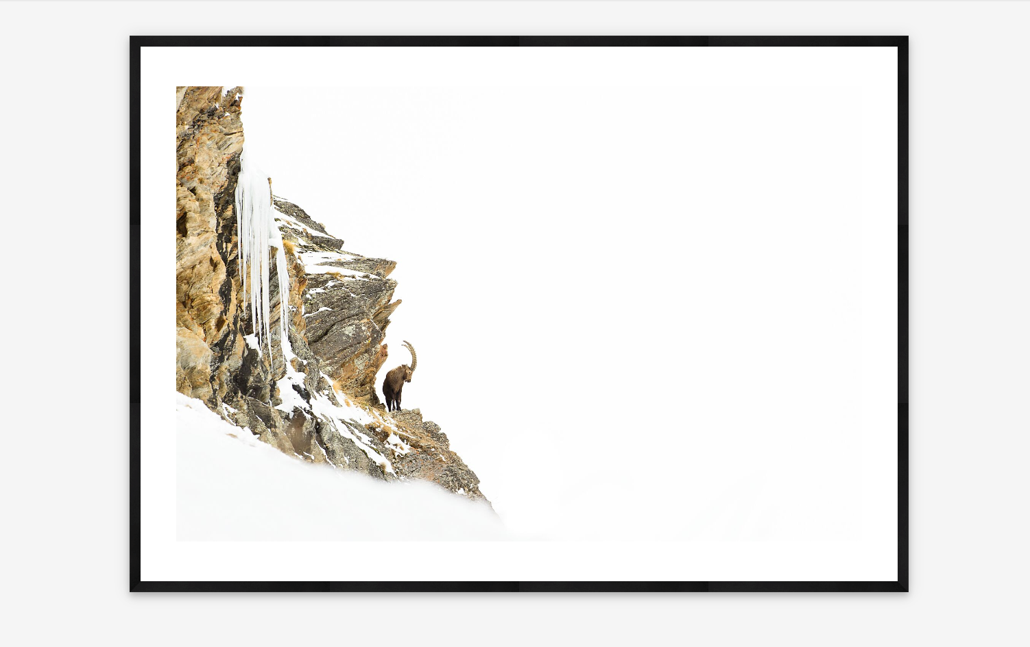 Alpine Ibex |  Emanuele Biggi