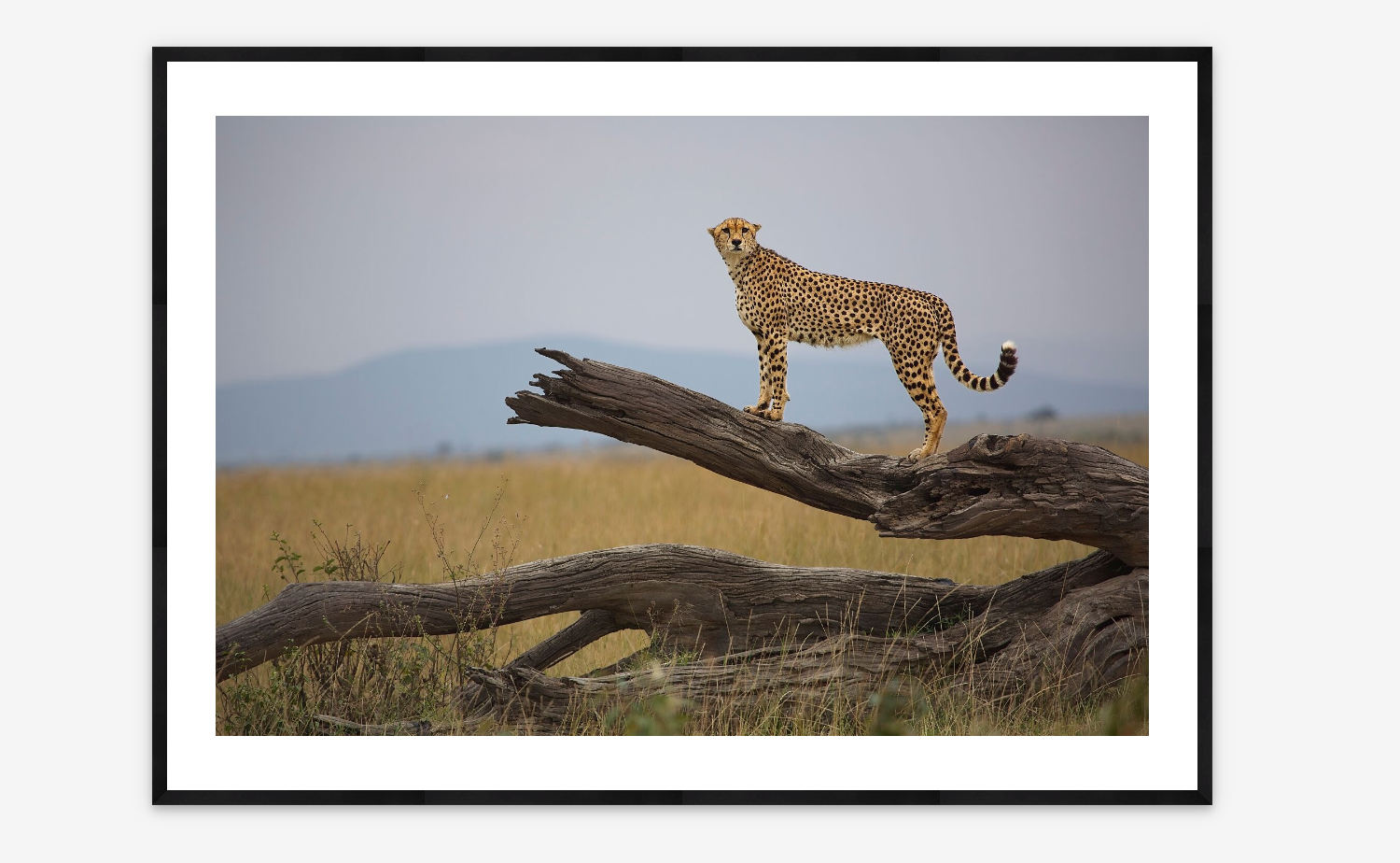Cheetah Portrait | Balan Madhavan