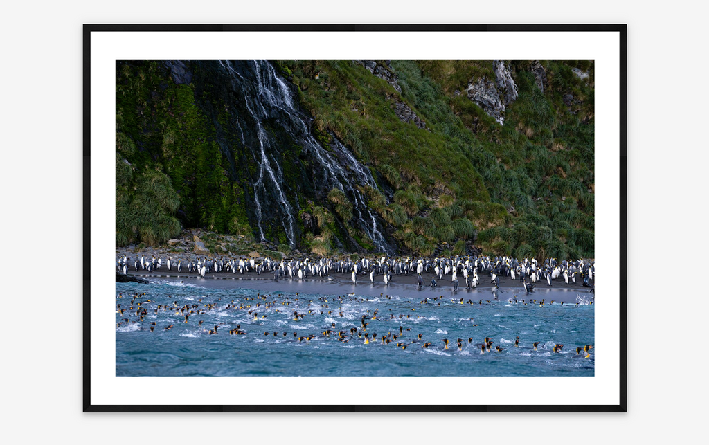 King Penguins | Sergio Pitamitz