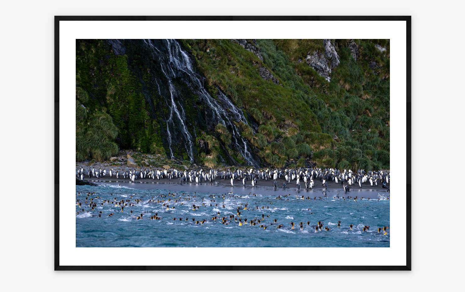 King Penguins | Sergio Pitamitz