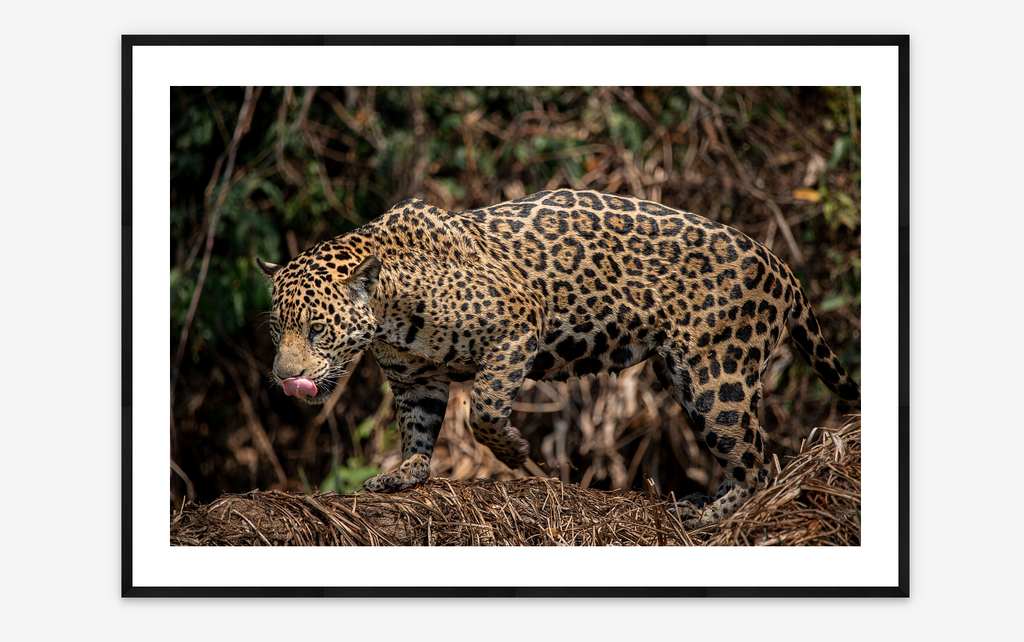 Jaguar in the Pantanal | Fernando Faciole