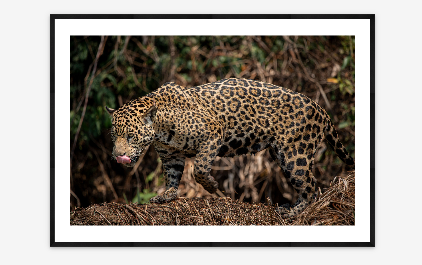 Jaguar in the Pantanal | Fernando Faciole