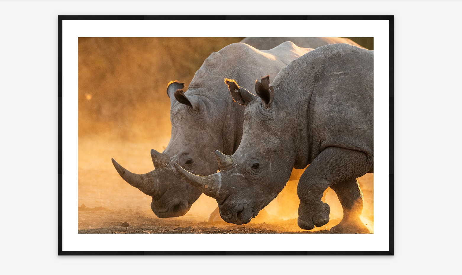 White Rhinos at Sunset | Sergio Pitamitz