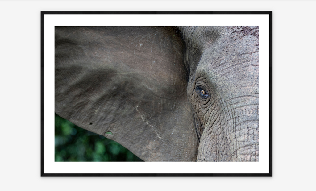 Elephant Portrait | Thomas Nicolon