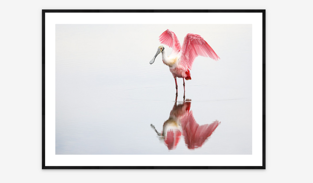 Roseate Spoonbill | Gretchen Kay Stuart