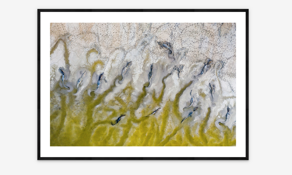 Lagoon Crocodiles | Sergio Izquierdo