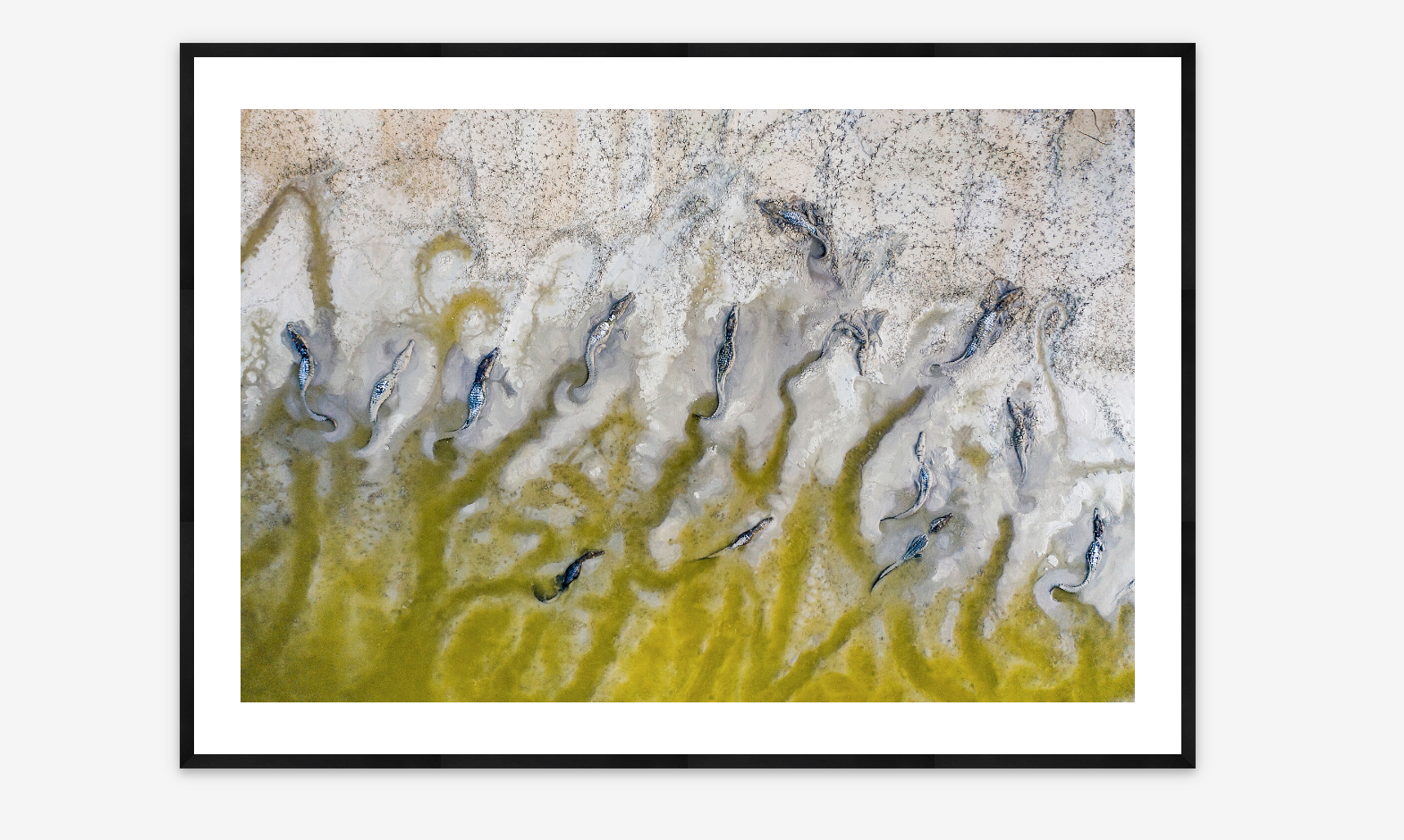 Lagoon Crocodiles | Sergio Izquierdo