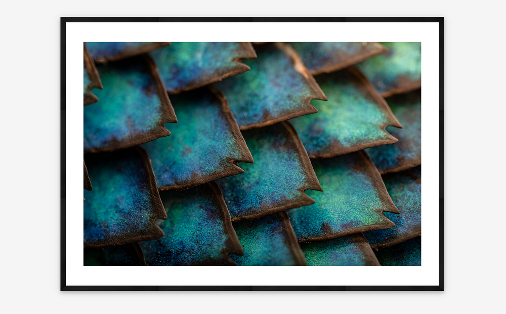 Spiny Scales | Scott Trageser